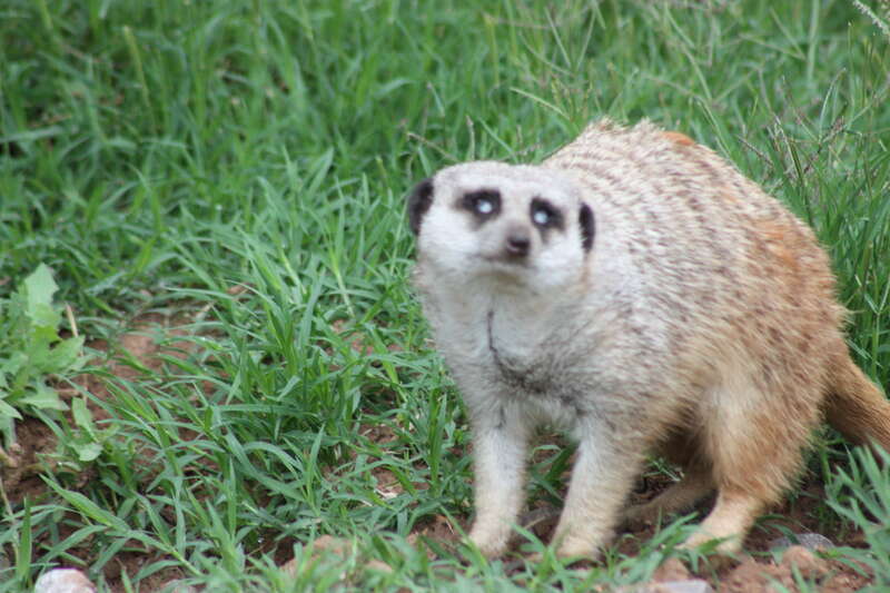 Oklahoma City Zoo 5/26/2014