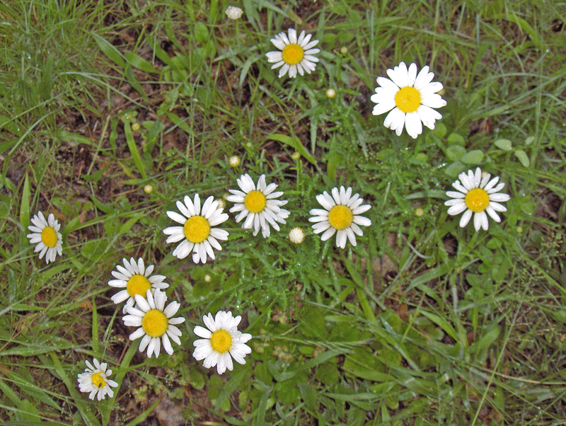 found in Cahokia Mounds State Park