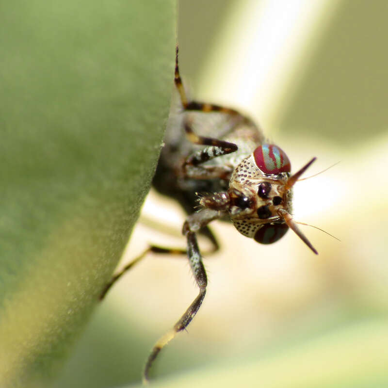 Stictomyia longicornis.  Biosphere 2 grounds, Oracle, Arizona, USA. 22 February 2014
