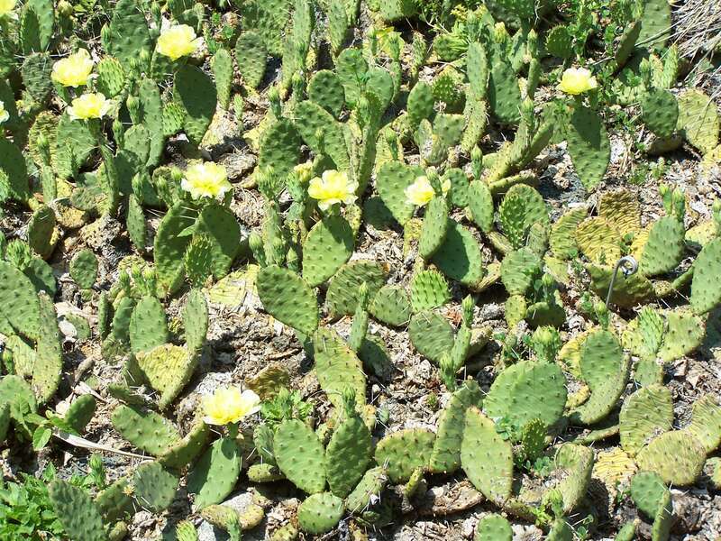 Prickly pear at Minnesota Landscape Arboretum