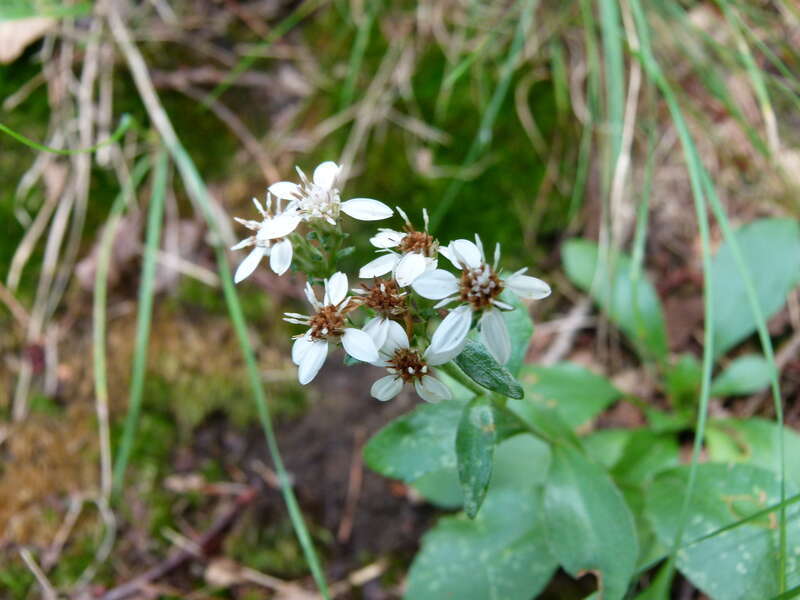 toothed white-topped aster (Sericocarpus asteroides)