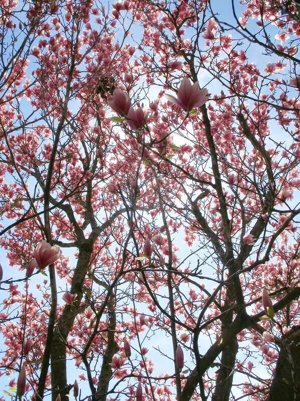 Magnolia blossoms back-lit by the sun at Shaw Nature Reserve.