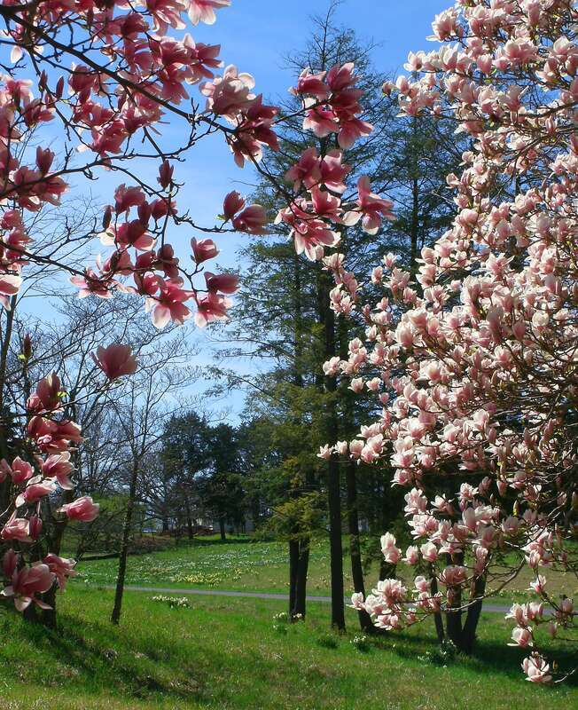 Groves of blooming magnolias and fields of daffodils grace the springtime grounds of the Shaw Nature Reserve in Gray Summit, Missouri.  The reserve is an extension of the Missouri Botanical Garden.