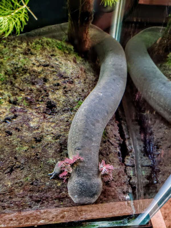 Top view of a greater siren (Siren lacertina).