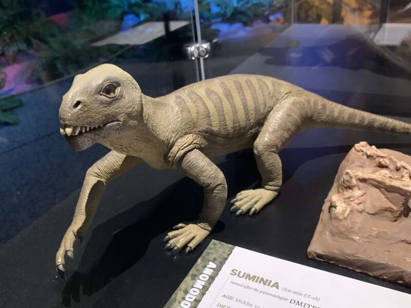 Scale model of Suminia at the &quot;Permian Monsters: Life Before the Dinosaurs&quot; special exhibit at the North Carolina Museum of Natural Sciences