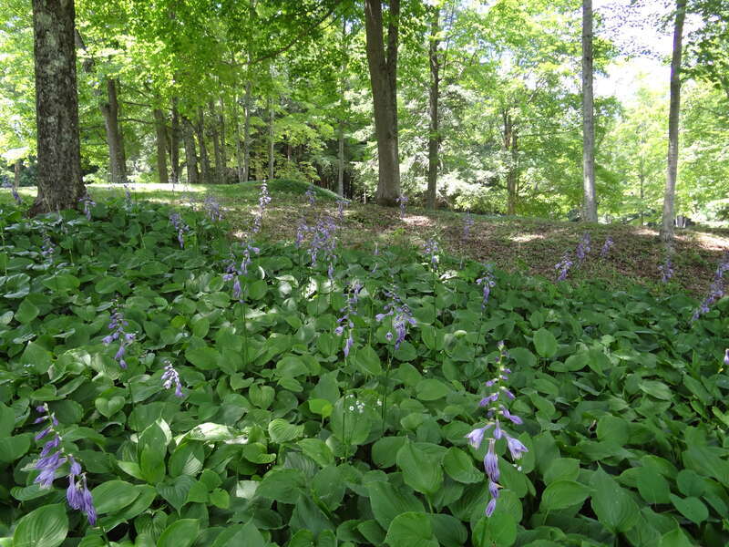 The Mount - Lennox MA