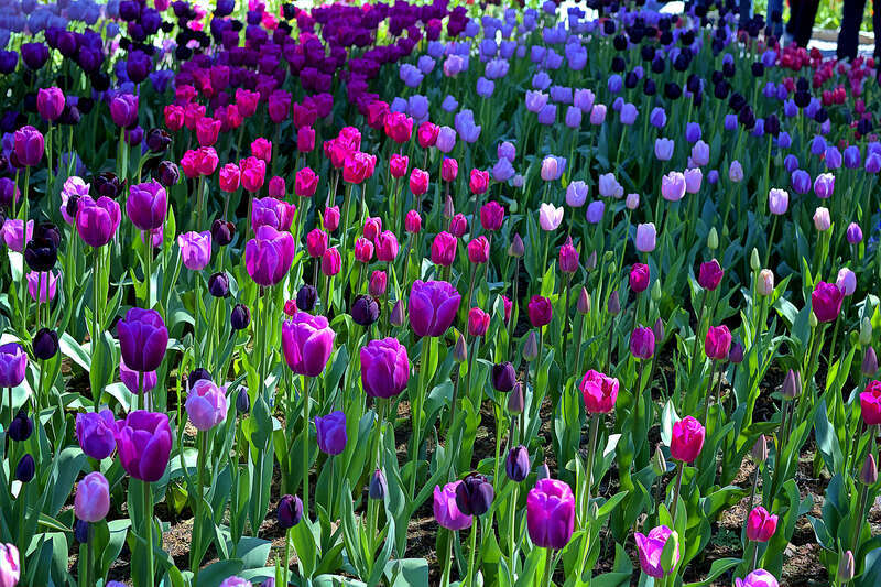 500px provided description: The Skagit Valley Tulip Festival is held from April 1-30 in the Pacific Northwest, in Mt Vernon, Washington. [#Flowers ,#Tulips ,#Skagit Valley Tulip Festival ,#Tulip festival]