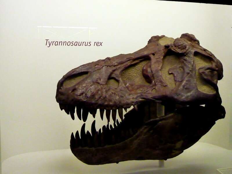 Dinosaur skull of a Tyrannosaurus Rex at the Yale Peabody Museum of Natural History in New Haven, Connecticut (CT), United States (USA). #newhaven #connecticut #usa #dinosaurs