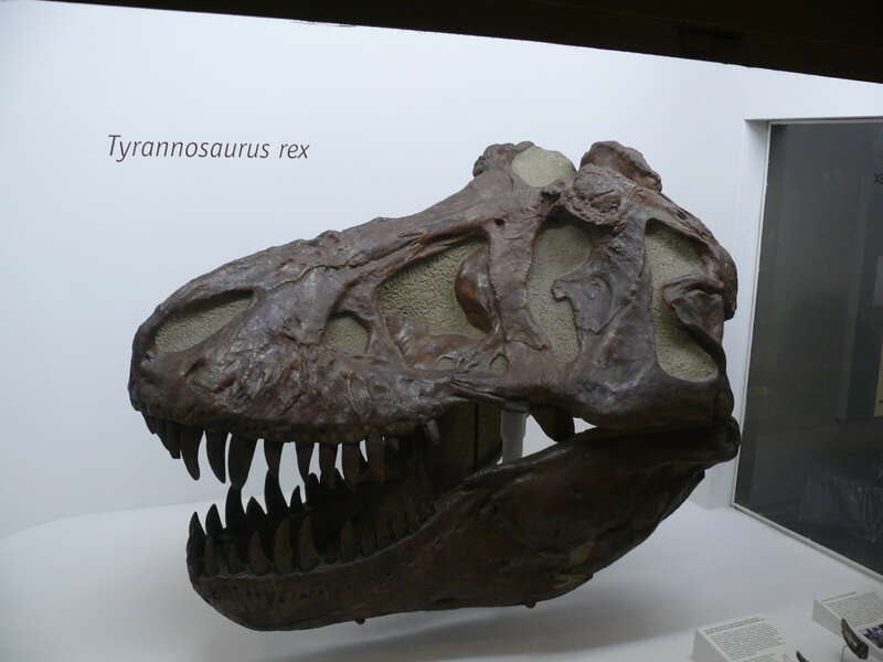 Skull (cast?) of a Tyrannosaurus (T. Rex) in the Yale Peabody Museum of Natural History.
