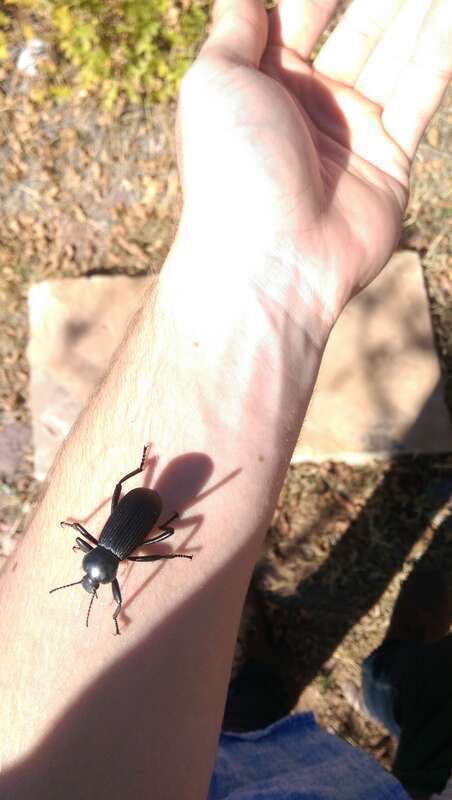 An unidentified beetle found in the trails maintained by the University of Utah's Red Butte Garden.