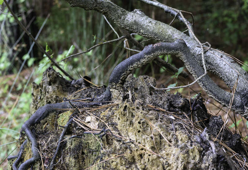 Upturned tree root wad in the Virginia Native Plants section at Norfolk Botanical Garden.