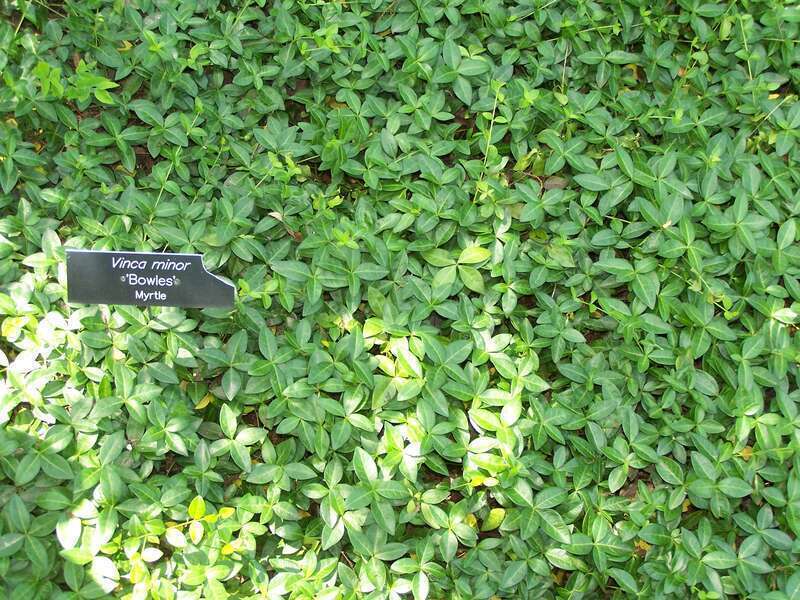 Patch of vinca minor at Minnesota Landscape Arboretum