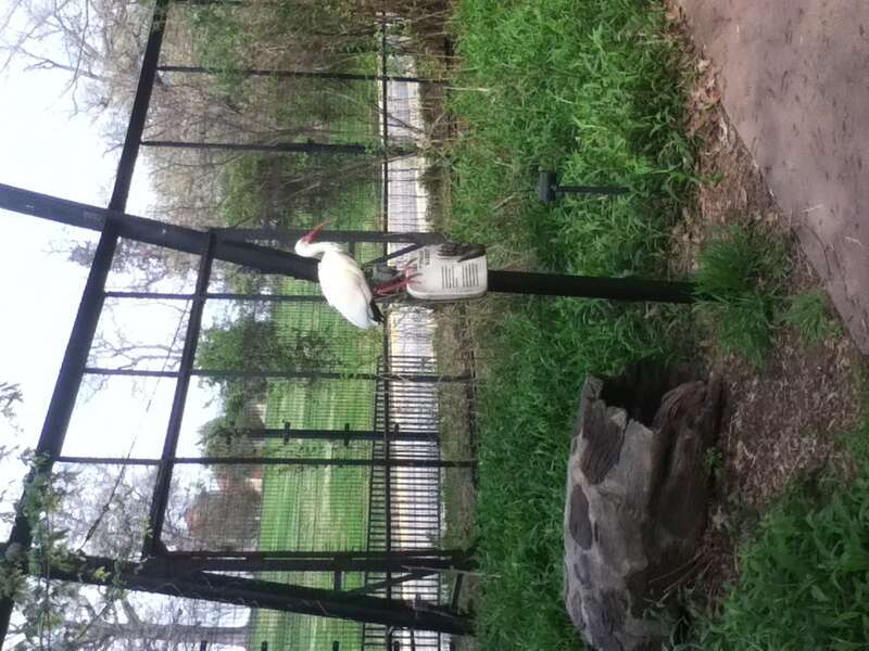 White ibis in the St. Louis Zoo, Missouri, United States.