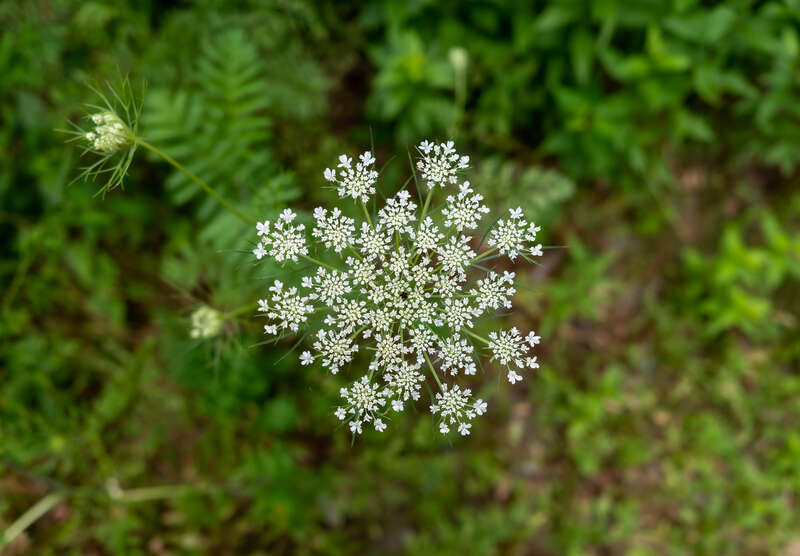 Wild carrot (Daucus carota) at Spohr Gardens, Falmouth, Massachusetts, US (PPL1-Corrected)