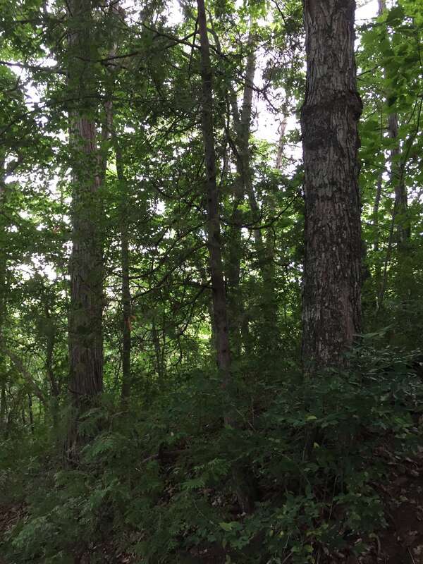 Forest along the stairs leading to the bottom of the Natural Bridge in Natural Bridge, Rockbridge County, Virginia
