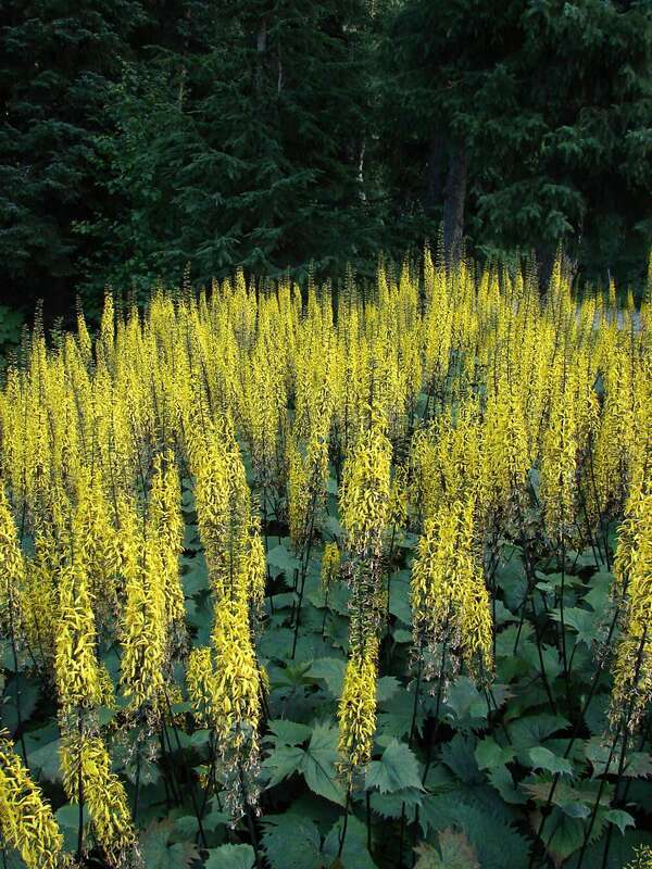 Ligularia stenocephala (Leopard plants)