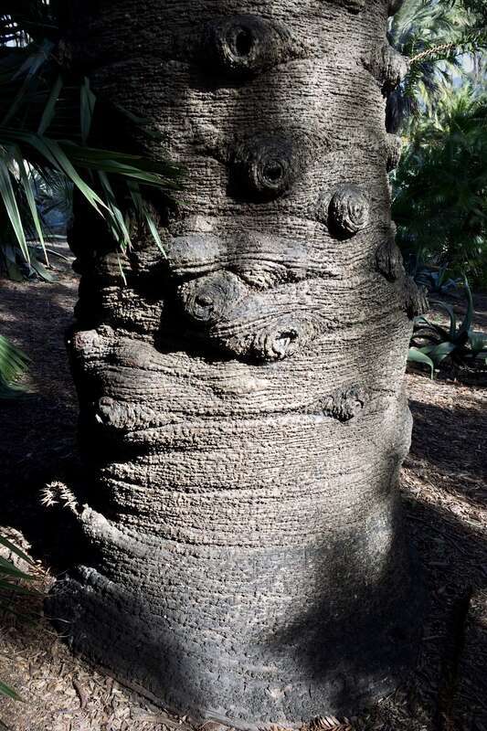 Araucaria birdwillii. 4  ft diameter trunk!
