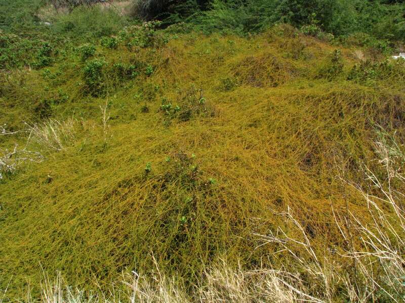 Kaunaʻoa pehu, Love vine or Devil's gut
Lauraceae
Indigenous to the Hawaiian Islands
Kalaeloa, Oʻahu
Kaunaʻoa pehu was used by early Hawaiians. The plants were pounded until soft, strained, and juice drunk to thin blood for women who have given birth