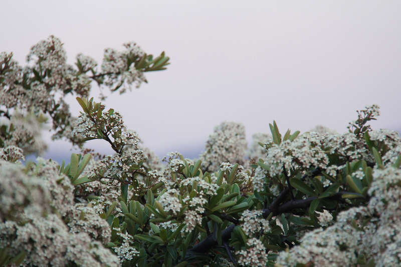 500px provided description: Chokeberry [#park ,#sky ,#landscape ,#nature ,#flower ,#floral ,#tree ,#summer ,#beautiful ,#branch ,#leaf ,#season ,#garden ,#sunny ,#flora ,#outdoors ,#growth ,#overcast ,#blooming ,#seabreeze ,#no person ,#fair weather