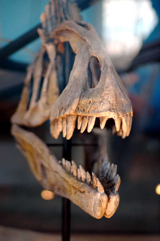 Cryolophosaurus (kry-o-loaf-o-sore-us): Lived 195 million years ago in Antarctica.