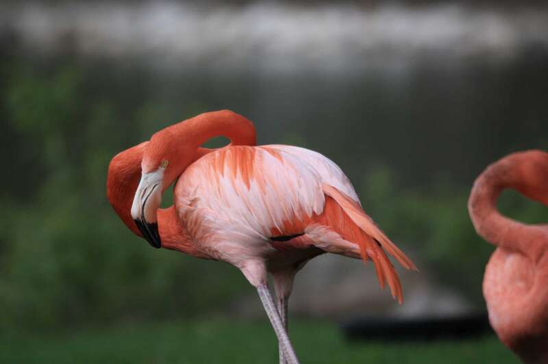 Flamingo