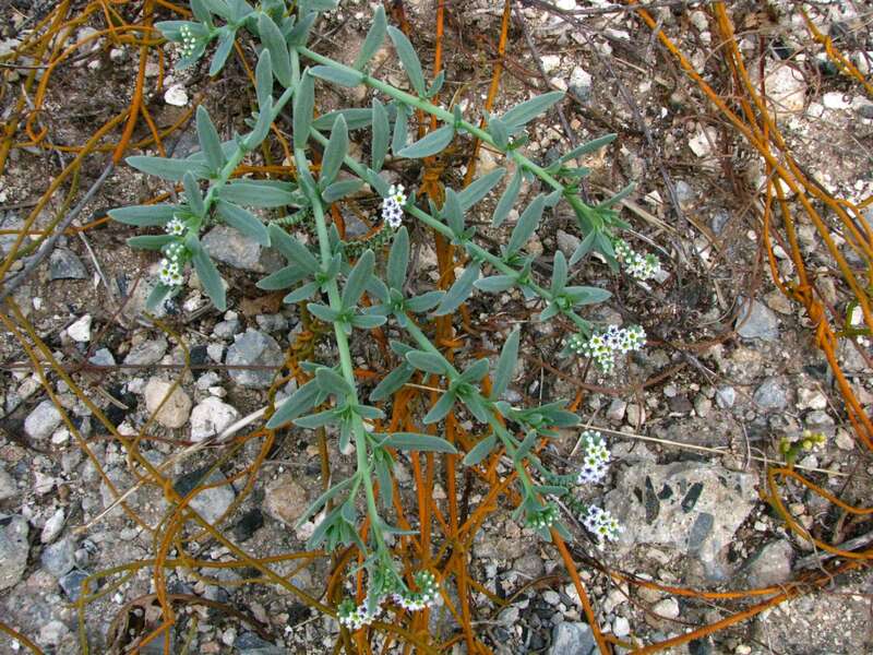 Kīpūkai or Seaside heliotrope
Heliotropium curassavicum
Boraginaceae
Indigenous to the Hawaiian Islands
Kaunaʻoa pehu, Love vine or Devil's gut
Cassytha filiformis
Lauraceae
Indigenous to the Hawaiian Islands
Kīpūkai (blue-green plant) and Kaunaʻoa