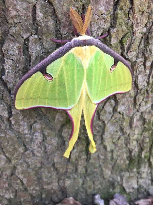 Luna Moth (Actias luna) in Durham, North Carolina