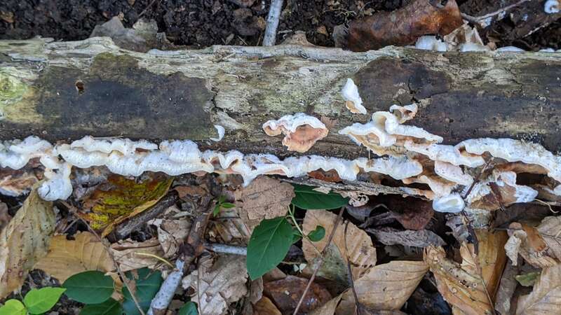 Trembling Crust (Merulius tremellosus)