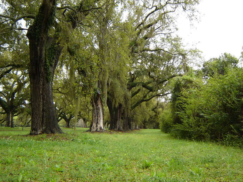 Oak &amp;amp; Spanish Moss Boone Hall Mt Pleasant SC