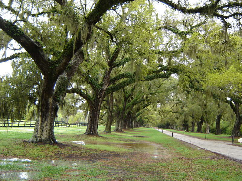 Oak Tree Boone Hall Plantation Charleston SC