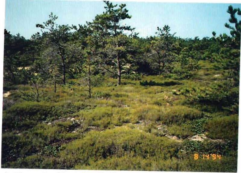 Looking South in Ammunition Area.