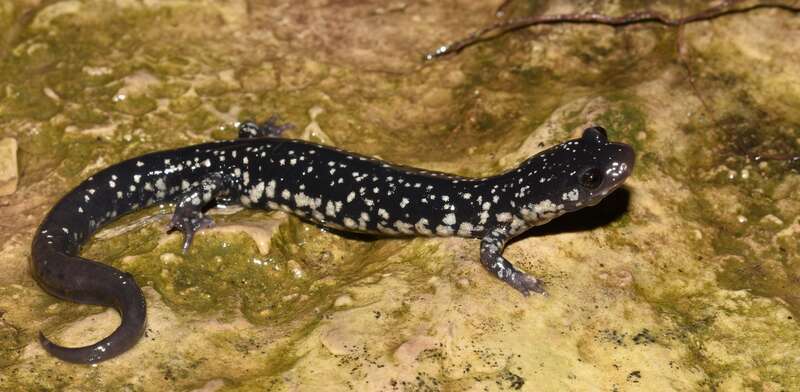 Western Slimy Salamander (Plethodon albagula)