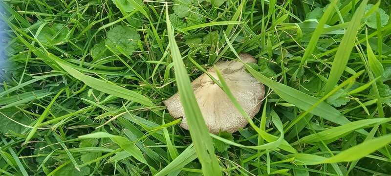 split fibrecap (Pseudosperma rimosum)