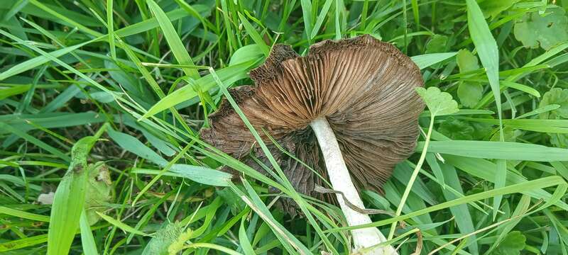split fibrecap (Pseudosperma rimosum)