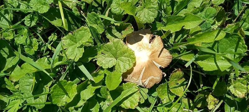 split fibrecap (Pseudosperma rimosum)
