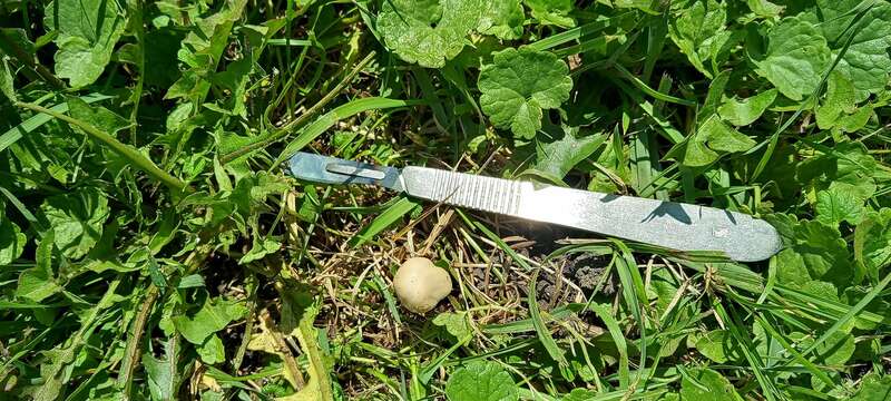 split fibrecap (Pseudosperma rimosum)