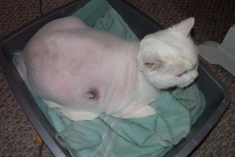 Dopey developed a nasty reaction to the vaccinations he was given at the injection site.  He lost almost 3 pounds from lack of appetite and had to be rehydrated via IV at the vet's office twice over a week.  Poor kitty!