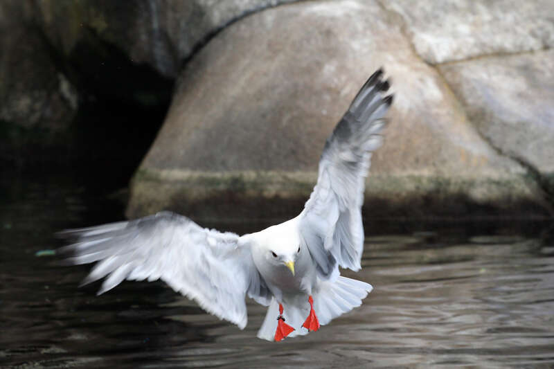 Rissa brevirostris captive in flight, Seward Sea Life Center, Alaska