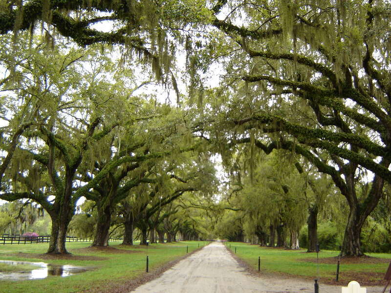 Road on the Boone Hall Plantation Mt Pleasant SC