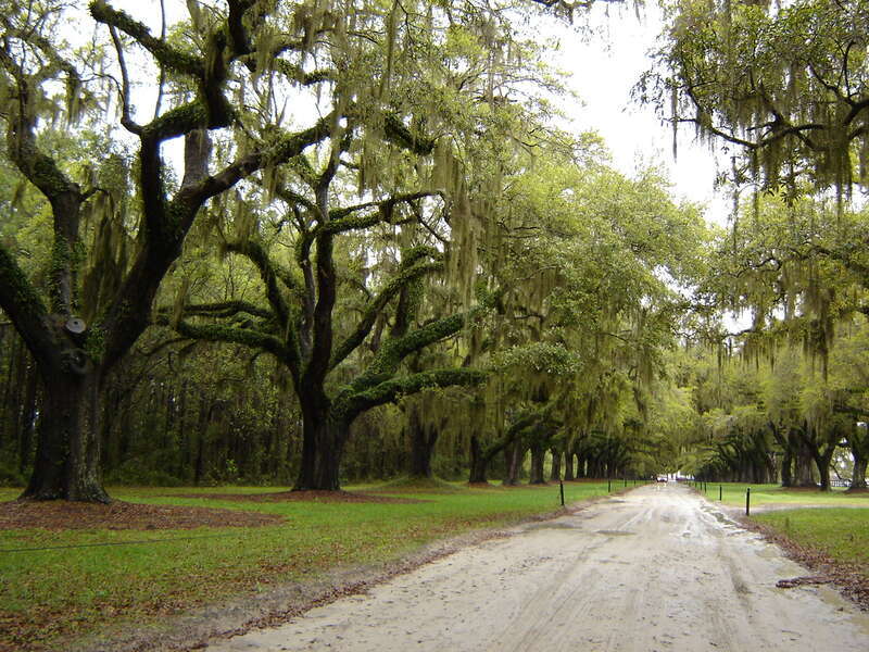 Road to Boone Hall Plantation Mt Pleasant SC
