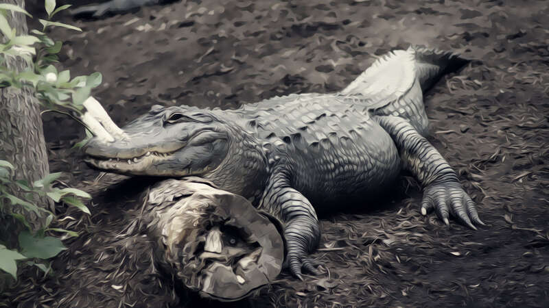 500px provided description: See You Later Alligator [#animals ,#lazy ,#Alligator]