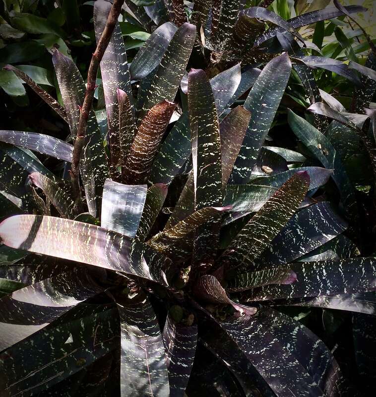 This bromeliad specimen captivated both of us, with the extraordinary play of light and shadows through its leaves. The photo is a pretty accurate rendition of my recollection of the plant.

I couldn't find a tag, and a passing garden docent knew