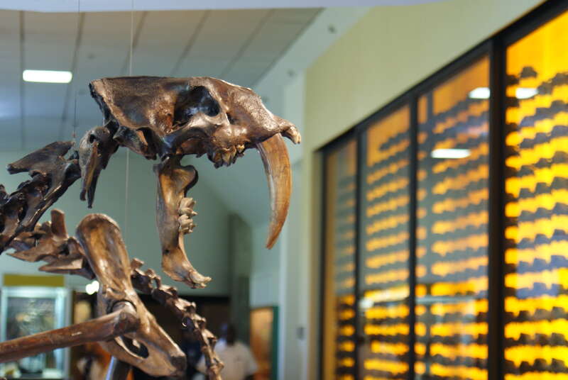 Smilodon at the Page Museum at the La Brea Tar Pits