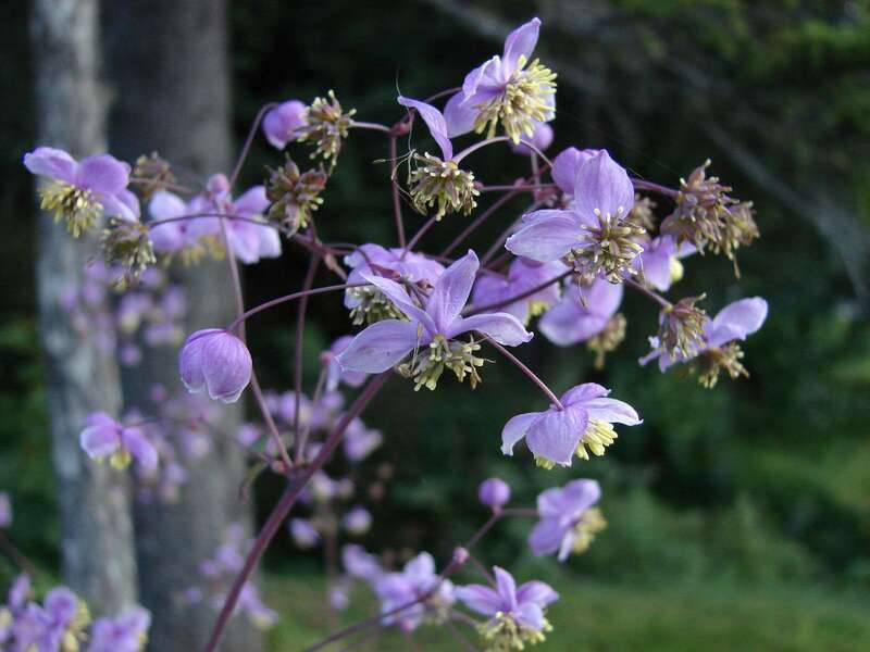 Meadow Rue - &quot;Lavendar Mist&quot;