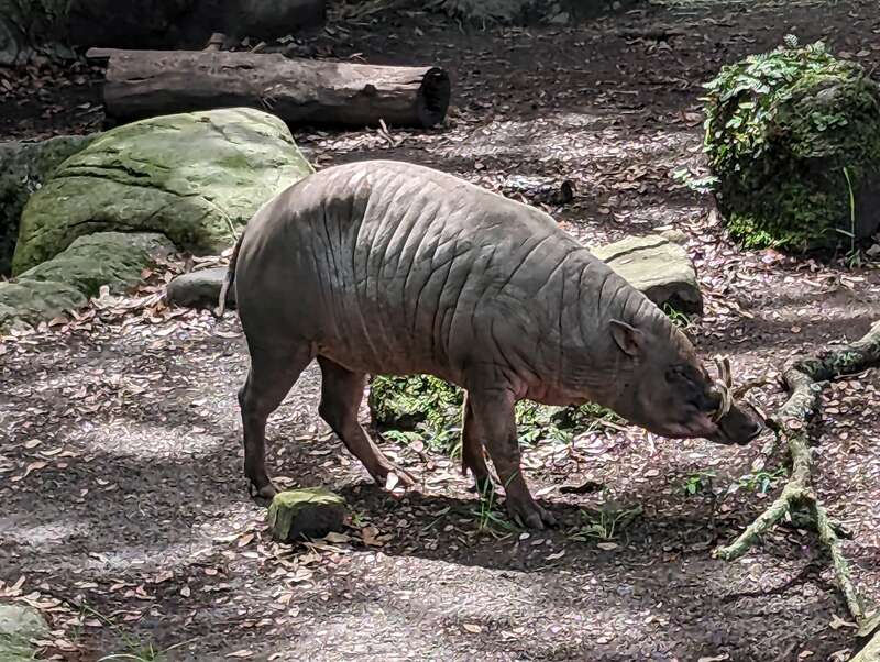 The name means &quot;deer pig&quot; in Malaysian.