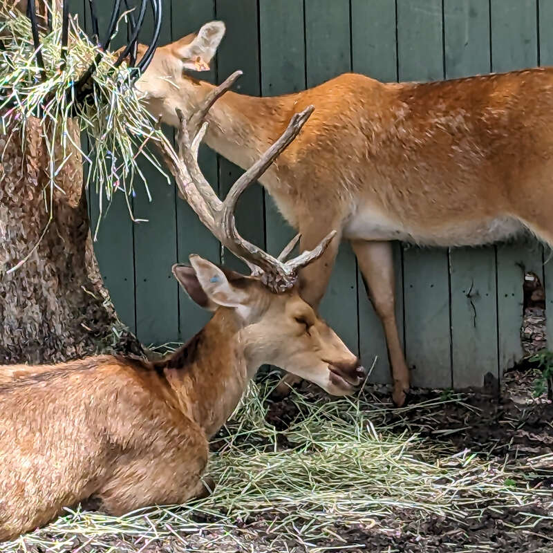 Also known as swamp deer. From India and Nepal.