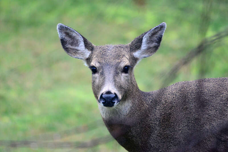 Olympic National Park