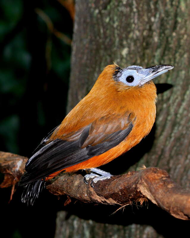 Capuchinbird - Perissocephalus tricolor - taken at the Cincinnati Zoo.