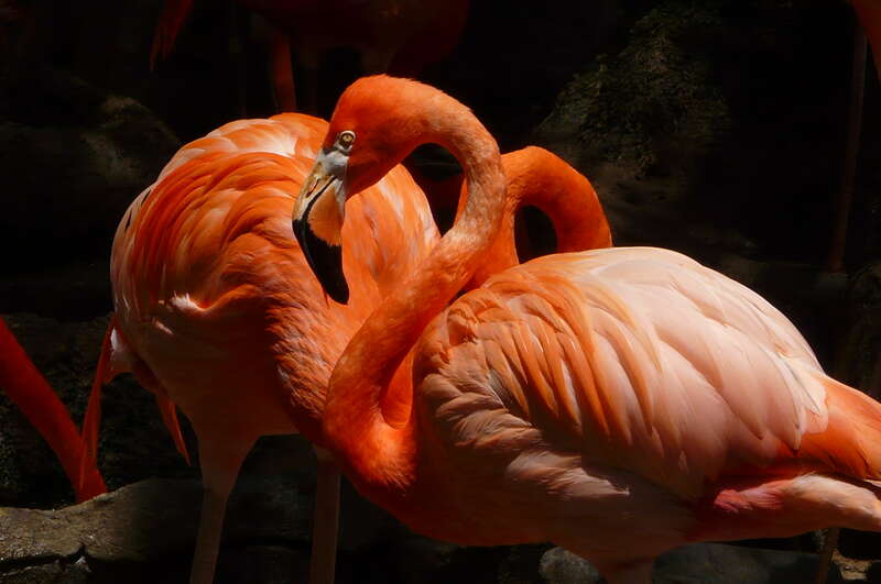 Flamingos at the Audubon Zoo
