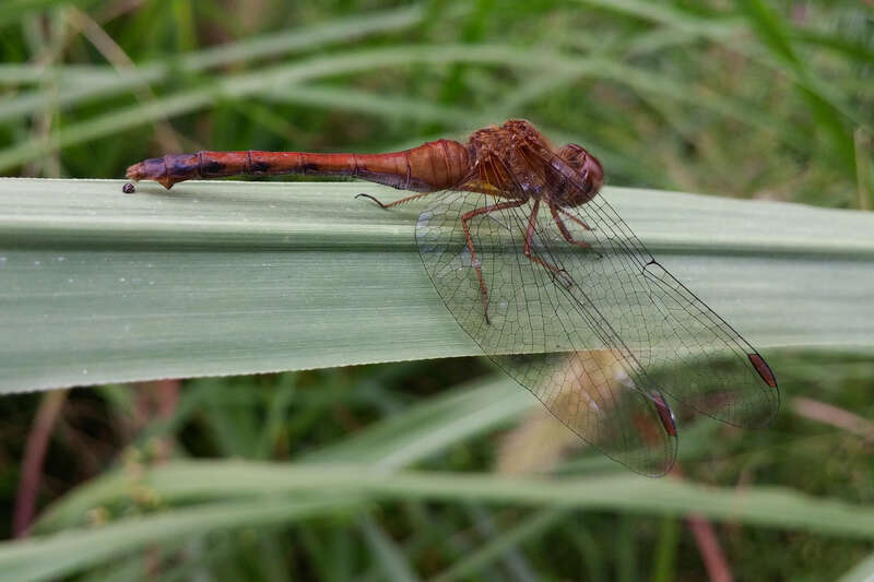 USA: Connecticut, Fairfield County, Bridgeport, Beardsley Zoo